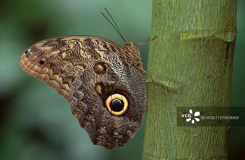 淡色猫头鹰图片素材