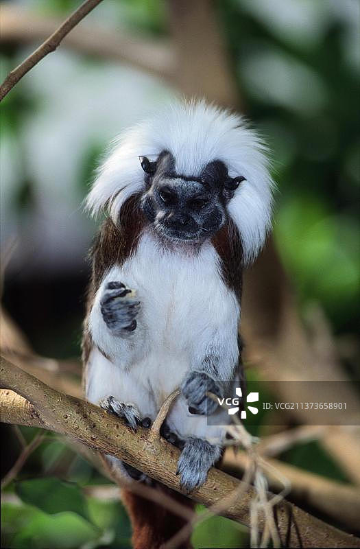 棉顶绢毛猴图片素材