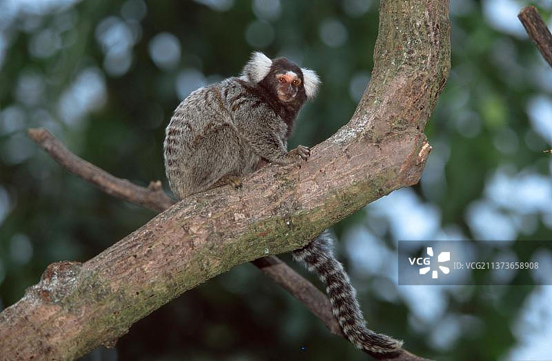 普通狨猴（南美洲）图片素材