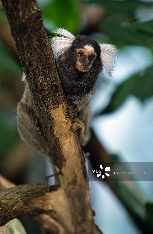 普通狨猴图片素材