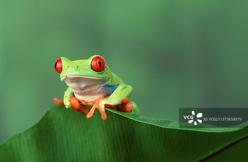 雄性红眼树蛙图片素材