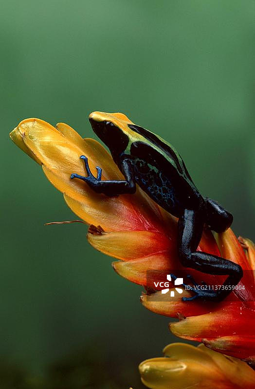 染色箭毒蛙图片素材