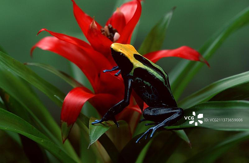 箭毒蛙图片素材