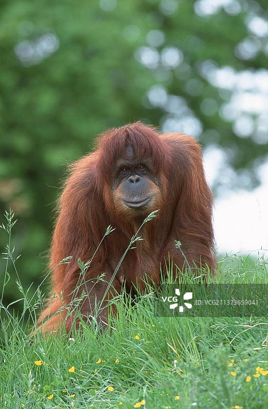 苏门答腊雌性猩猩图片素材