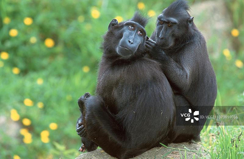 苏拉威西黑冠猕猴（Macaca nigra），一对，梳理毛发，西里伯斯猿图片素材