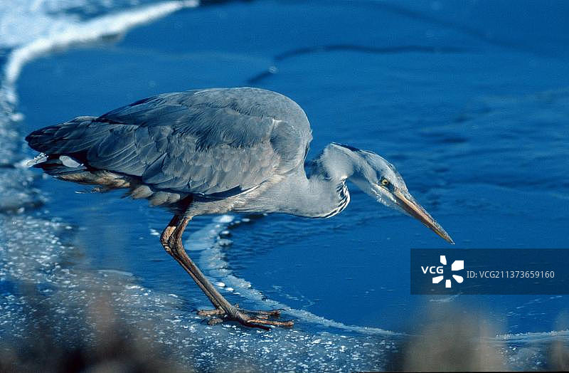幼年苍鹭冬季捕食，荷兰图片素材