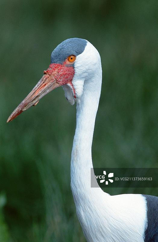 肉垂鹤图片素材