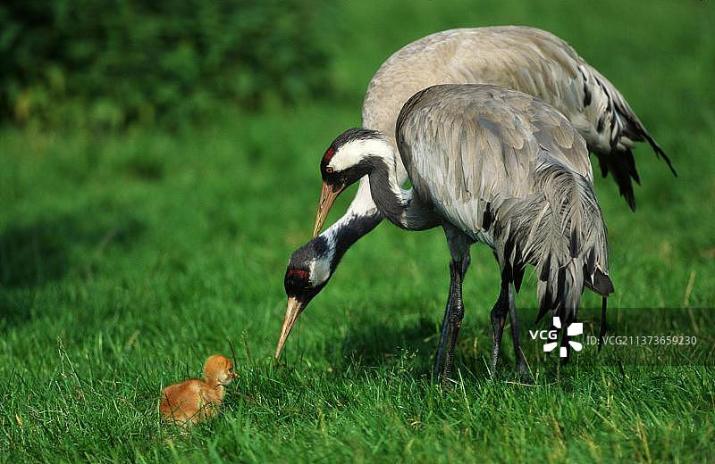 灰鹤（Grus grus），一对与雏鸟图片素材