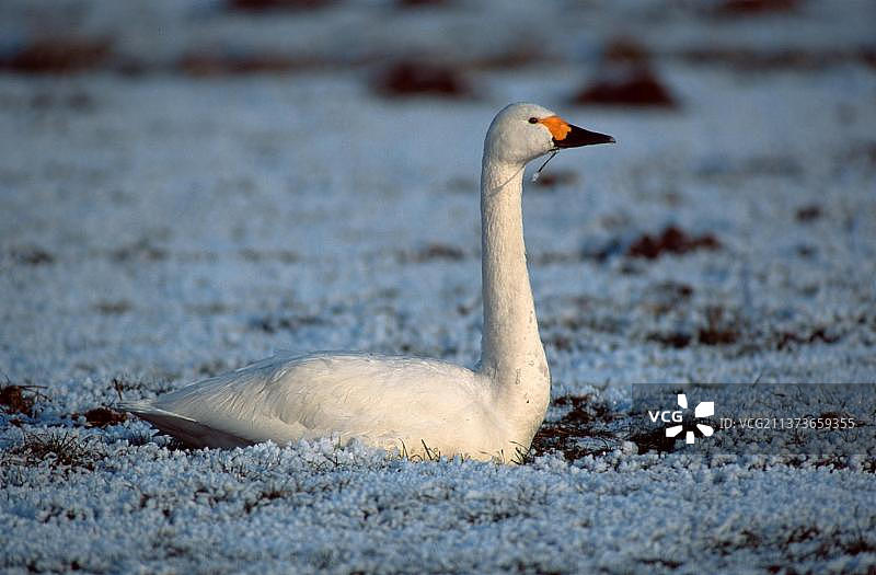 冬季的  小天鹅（Cygnus columbianus bewickii），荷兰图片素材