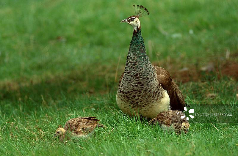 雌孔雀与幼鸟（蓝孔雀）图片素材