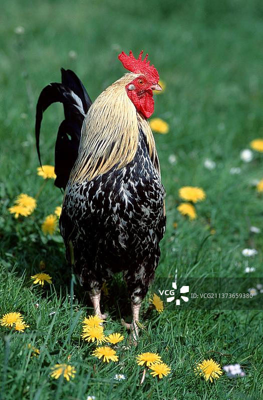 家禽，公鸡（家鸡）图片素材