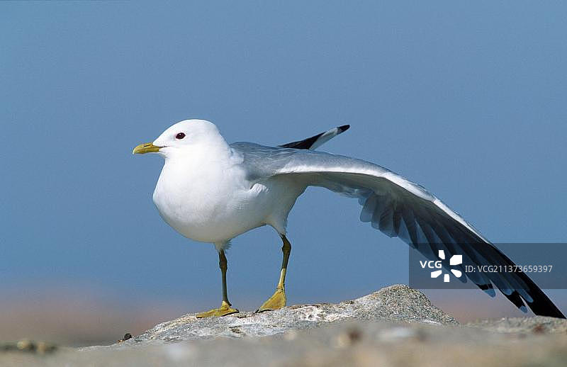 伸展翅膀的普通海鸥，瑞典图片素材