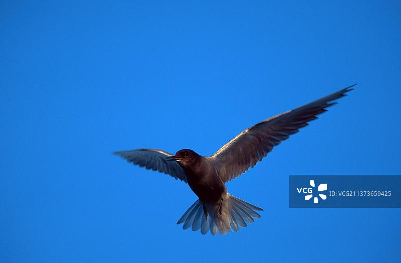黑浮鸥(Chlidonias niger)，荷兰图片素材