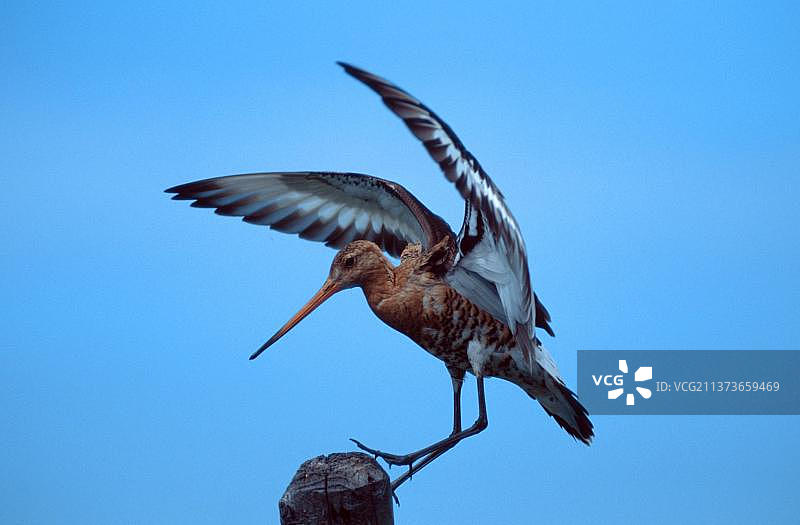 黑尾塍鹬降落在荷兰泰克塞尔岛的杆子上图片素材