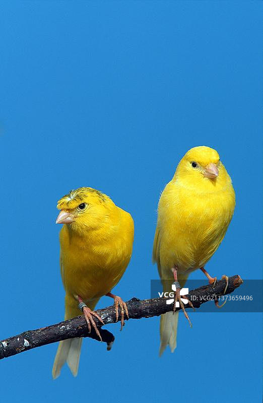 莱茵兰金丝雀图片素材