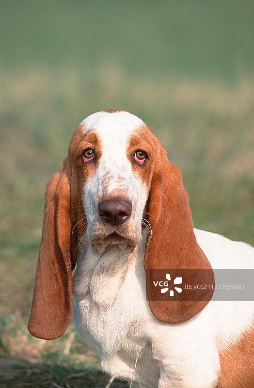 柠檬白色巴吉度猎犬（动物）（哺乳动物）（家犬）（宠物）（户外）（正面）（头像）（悲伤）（坐姿）（成年）（竖版）图片素材