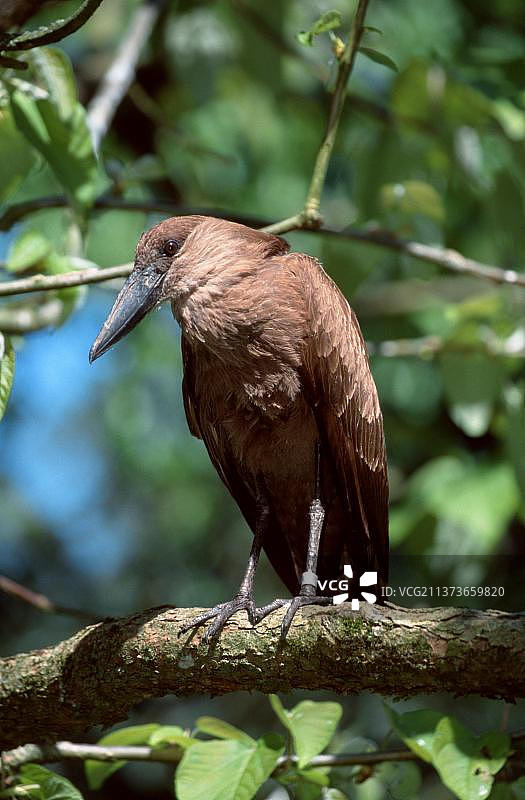 锤头鹳图片素材
