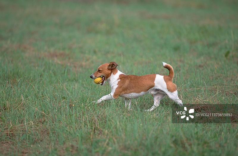 杰克罗素梗犬与球图片素材