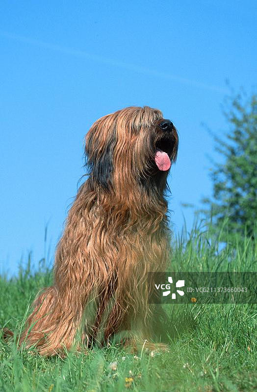 布里亚德犬图片素材