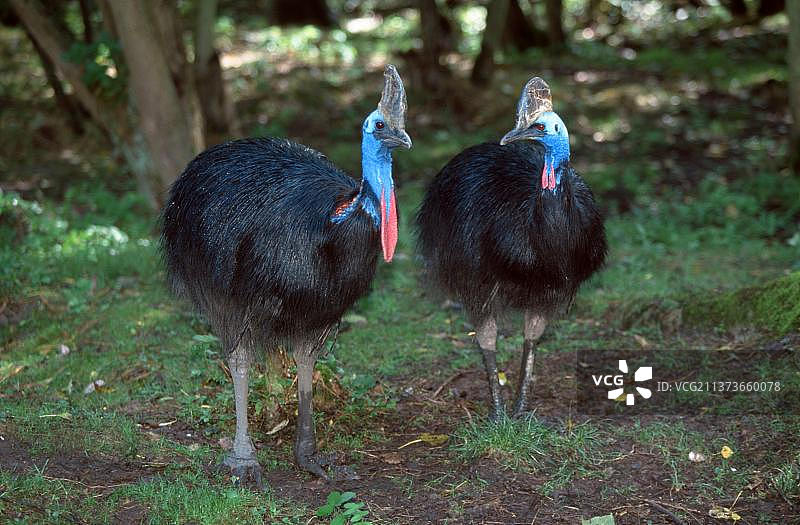 一对双垂鹤鸵图片素材
