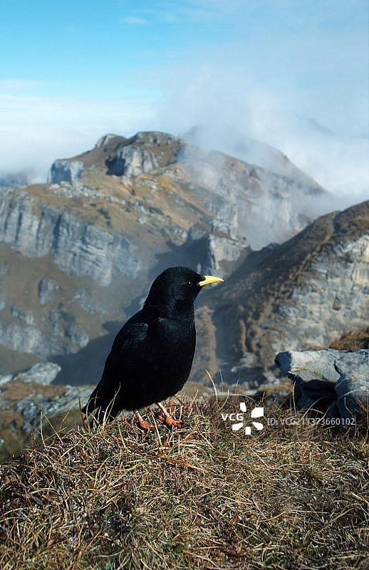 阿尔卑斯山脉的阿尔卑斯秃鼻乌鸦，瑞士，欧洲图片素材