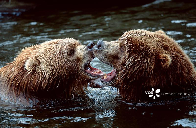 科迪亚克棕熊图片素材