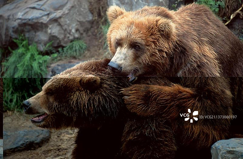 科迪亚克熊（Ursus arctos middendorffi），科迪亚克熊，一对（美洲）（动物）（哺乳动物）（熊）（捕食者）（猛兽）（科迪亚克熊）（室外）（户外）（侧面）（交配）（成年）（夫妇）（两只）（风景）（水平）图片素材