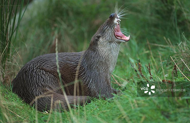 欧洲水獭图片素材