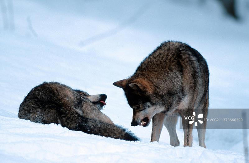 灰狼（Canis lupus）的支配行为图片素材