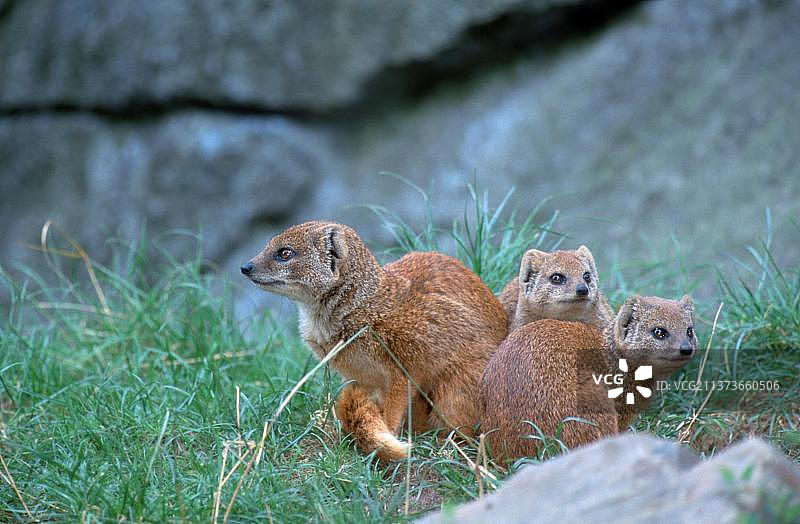 带幼崽的黄色獴图片素材