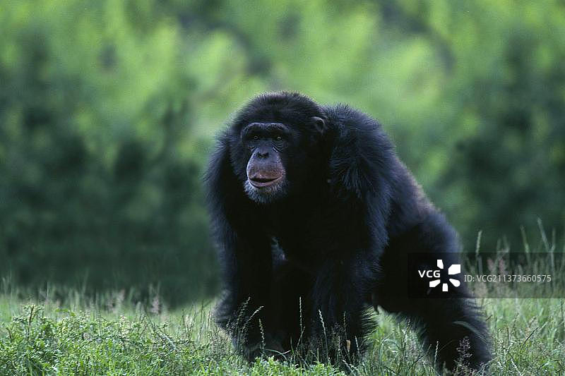 展示行为的雄性黑猩猩图片素材