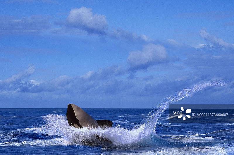 虎鲸（Orcinus orca），鲸鱼，动物，哺乳动物，户外，成年，运动，景观，水平构图图片素材
