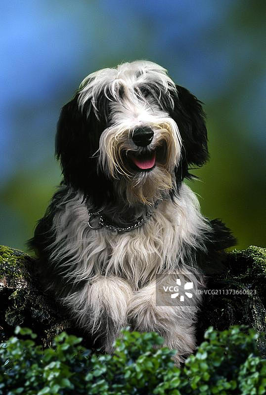 胡须牧羊犬图片素材