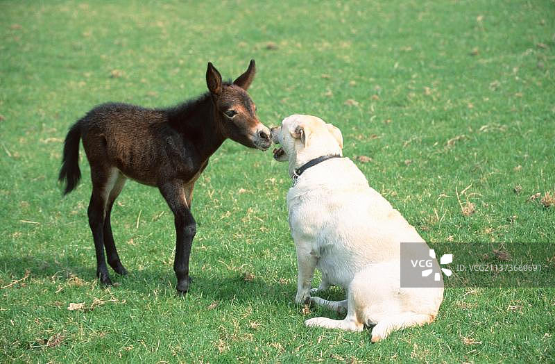 拉布拉多寻回犬和小骡驹图片素材