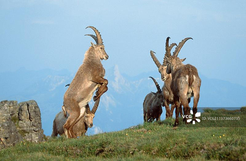 瑞士尼德宏峰雄性阿尔卑斯野山羊群（户外、草地、争斗场景）图片素材
