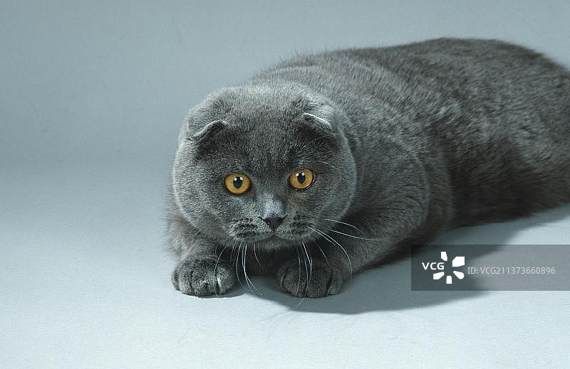 苏格兰折耳猫，蓝色图片素材