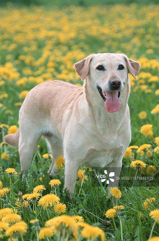 草地上站立的成年拉布拉多犬图片素材