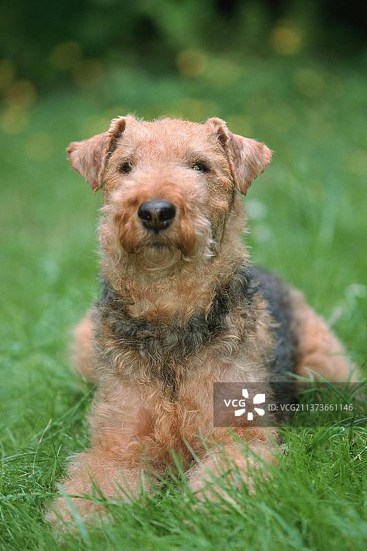 威尔士梗犬（哺乳动物）（动物）（家犬）（宠物）（户外）（正面）（草地）（躺卧）（成年）图片素材