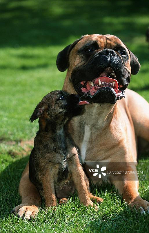 斗牛獒犬和边境梗犬幼犬图片素材