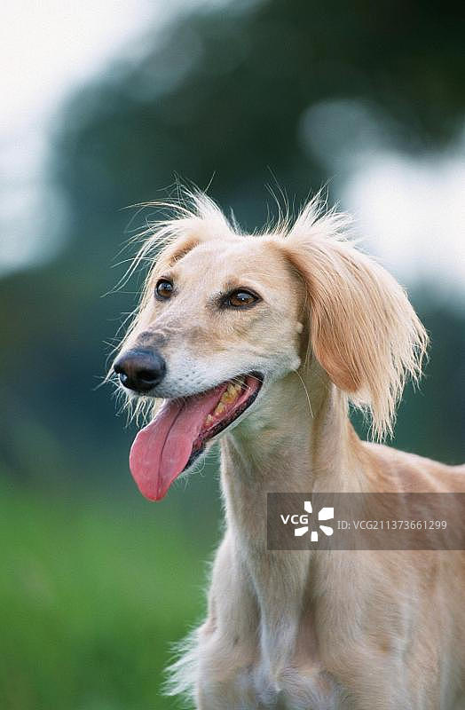 萨路基犬，波斯格力犬图片素材