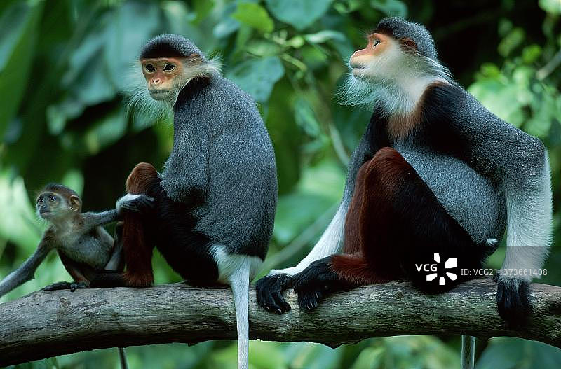 红喉叶猴一家图片素材