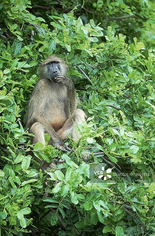 非洲南非克鲁格国家公园的豚尾狒狒图片素材