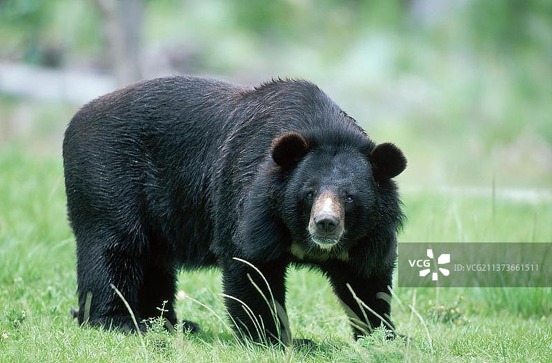 亚洲黑熊（Ursus thibetanus）侧面图片素材