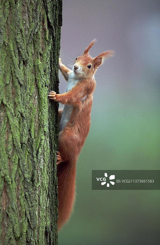 松鼠（Sciurus vulgaris），德国图片素材