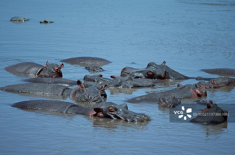 河马（河马），坦桑尼亚塞伦盖蒂国家公园，非洲图片素材