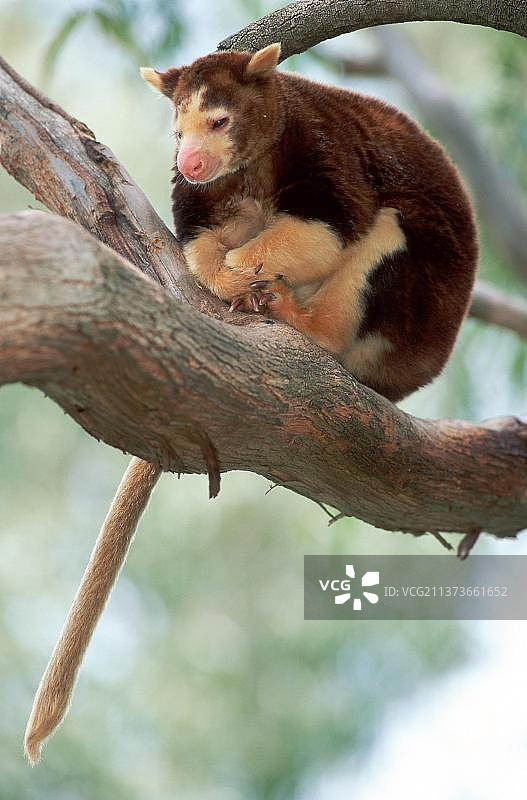 马氏树袋鼠图片素材