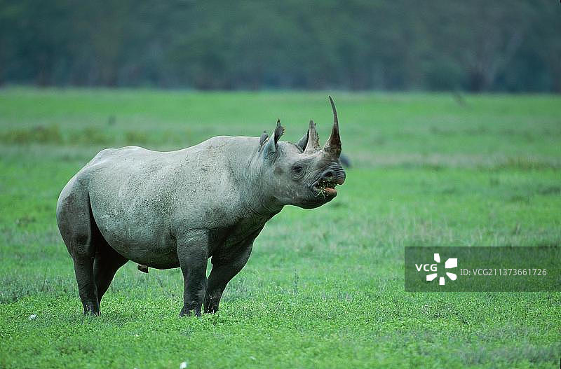 坦桑尼亚恩戈罗恩戈罗黑犀牛图片素材
