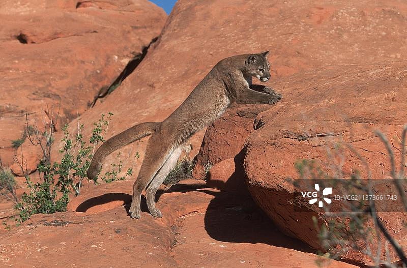 美洲狮图片素材