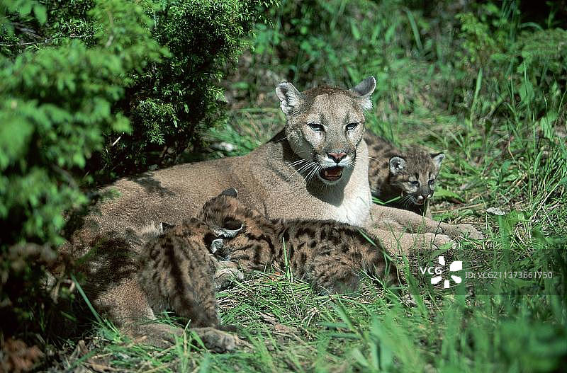 美洲狮：正在哺乳幼崽的雌性美洲狮图片素材