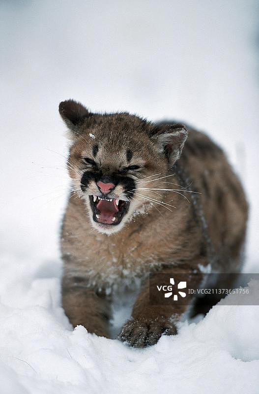 美洲狮幼崽图片素材